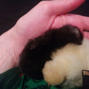 Patsy my Barred Rock with Beatrix my Buff Lace Polish two days old.They made an almost perfect yin yang here.
