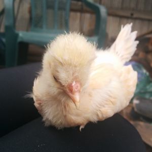 My Polish Beatrix, a day shy of 3 weeks old.