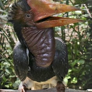 helmeted hornbill