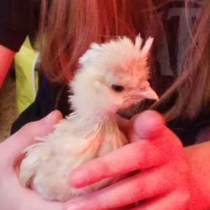 We started calling Beatrix David Bowie Chicken around this time she ( We hope she )  is almost 4 weeks old here.