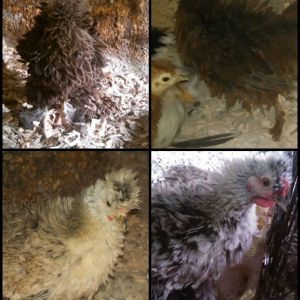 Top right : Hershey.        Top Left: Peanut
Bottom right: Mocha.           Bottom Left: Oreo