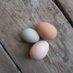 Sadie's first egg! The little green one, laid on May 15, 2014.
