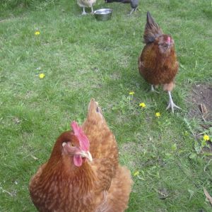 My four girls. Henny (New Hampshire Red), Penny (Easter Egger), Sadie (Ameracauna), Molly (Ameacauna).