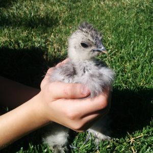 This is my Silkie Splash, Lady Stardust The First, (  The First,  in case she is a he ) at 4 weeks.