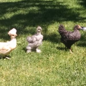 Here she is with some of the other band members. When she stands tall like this I wonder, but she is very shy and submissive. She also follows my Barred Rock pullet everwhere. I really hope this is a pullet,  I would hate to break up the band.