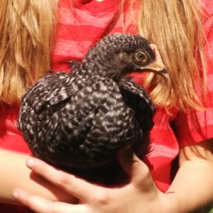 Patsy our Barred Rock pullet at 5 weeks. She is a sweetheart and plays mother hen.