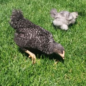 I am fairly certain she is a pullet at this point. She is very good natured but difficult to photo.