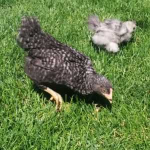 I am fairly certain she is a pullet at this point. She is very good natured but difficult to photo.