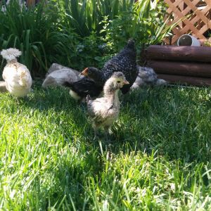 Roxy at 3 weeks. She stand so tall! She has feathers like mad and a very small comb. She has come to love me and I don't see myself being able to part with this one.