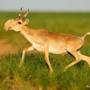 saiga antelope