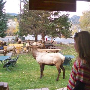 Elk in my yard!