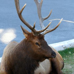 Elk in the yard
