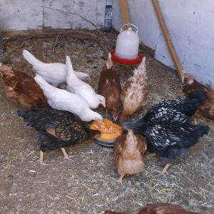 new 2014 flock eating some cantaloupe.