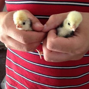 6 and a half weeks old now - Smokey and Bandit (Polish)