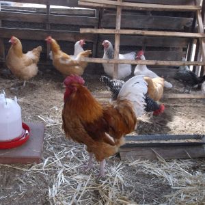 Turned my 8x16 run into a coop. June 2014