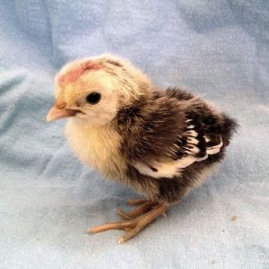 6 and a half weeks old now Our Silver Sebright - Stain (cause her wings look like stained glass)