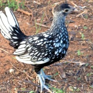 6 and a half weeks old now Our Silver Sebright - Stain (cause her wings look like stained glass)