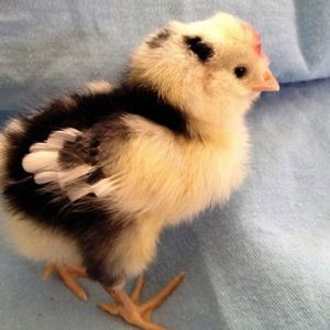 6 and a half weeks old now Our Mottled Houdan - Domino