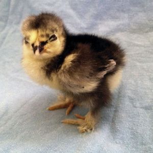 Our Frizzle Rooster - Wild Thing