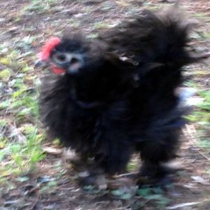 Our Frizzle Rooster - Wild Thing