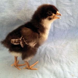 Our Blue Cochin/Mystery bird - Indigo