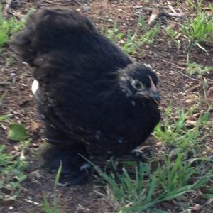 Our Blue Cochin/Mystery bird - Indigo