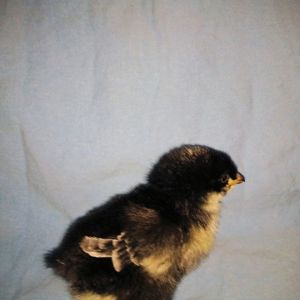 6 and a half weeks old now our Cukoo Marans - Carerra like the Porsche cause she is FAST