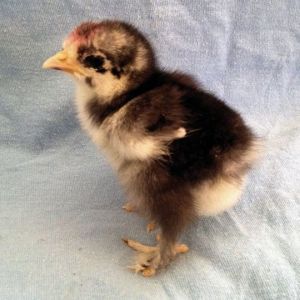 6 and a half weeks old now Our Blue Cochin Rooster - Dexter