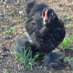 6 and a half weeks old now Our Blue Cochin Rooster - Dexter