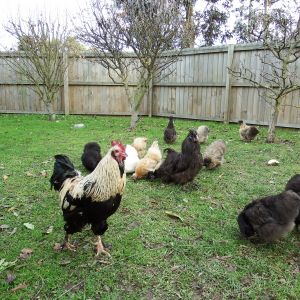 Brucester, the Silkie roo and the girls
