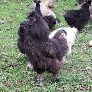 The Silkie roo