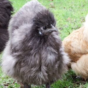 Spazzy My Blue Silkie pullet