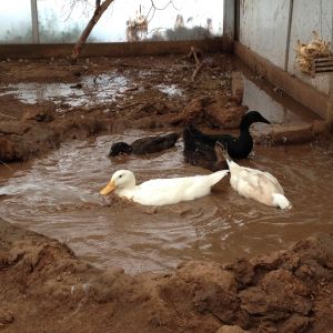 While flooding my small pond my ducks dived in and played with the water coming out of the hose. They do it every time. 5/13/2014