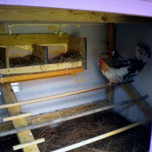 The hens like it they are already in it and we are just doing the finishing touches.