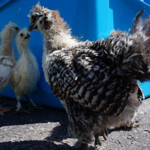 Outside for the first time in 4 weeks. Rhode island and Silkie mix chicks.