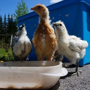 Outside for the first time in 4 weeks. Rhode island and Silkie mix chicks.