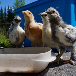 Outside for the first time in 4 weeks. Rhode island and Silkie mix chicks.