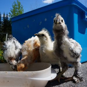 Outside for the first time in 4 weeks. Rhode island and Silkie mix chicks.