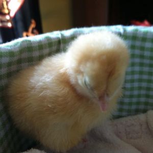 Day 2, Baby sleeping for her photo shoot