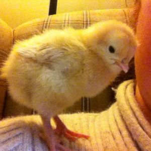 My little shoulder chick, she still is