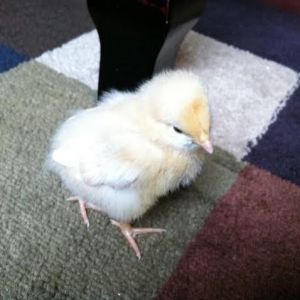 Day 8, exploring the carpet