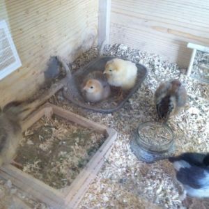 And standing by while her big sister Amelia dust bathes for the first time