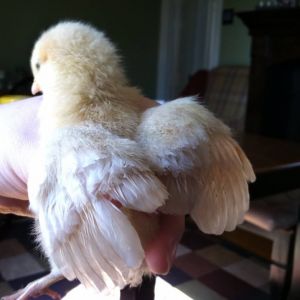 Day 10, Baby's angel wings