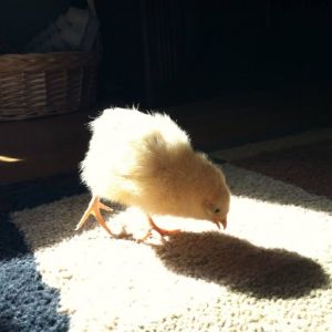Baby pecking at her shadow