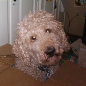 "Seriously, why did you put me in a box?!"