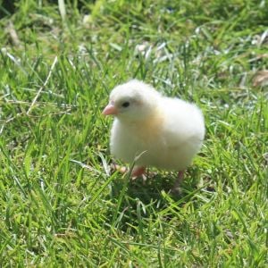 Summer playing out on the lawn for the first time!

White Leghorn, Hatched on the first day of summer.