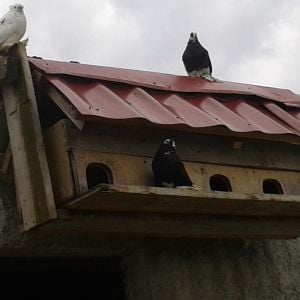 I also have pigeons :) .