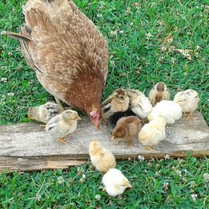 she hatched 12 colourful chicks.. they are a week old today... a day after the photo was taken I lost the black one.