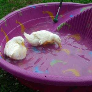 Mommy and Daddy bought the babies a big pool!
