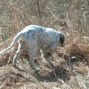 Dickens Llewellins
Lady on Point. I didn't have a good photo of her as a pup. 4 mos.
http://www.DickensLlewellins.org